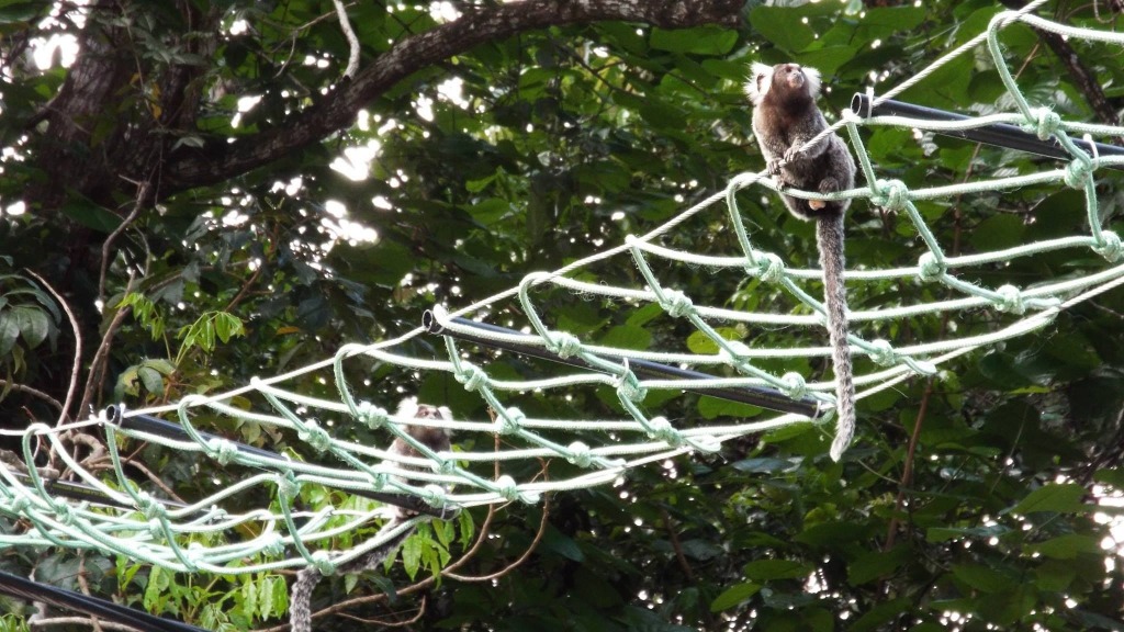pontes ecologicas.jpg pontes ecologicas.jpg