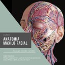 CURSO Anatomia Maxilo-Facial.jpg
