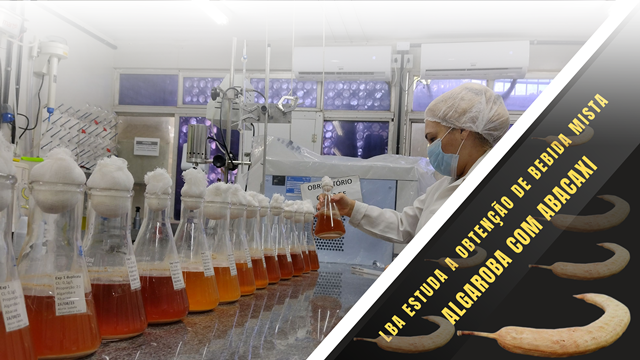 O Laboratório de Análises e Pesquisas de Bebidas Alcoólicas do Departamento de Engenharia Química, estuda a obtenção de aguardente mista de algaroba, tendo como adjunto abacaxi.