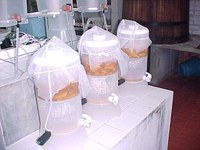 O primeiro processo de obtenção do vinagre de algaroba desenvolvido pelo pesquisador Clóvis Gouveia da Silva - UFPB/JP.