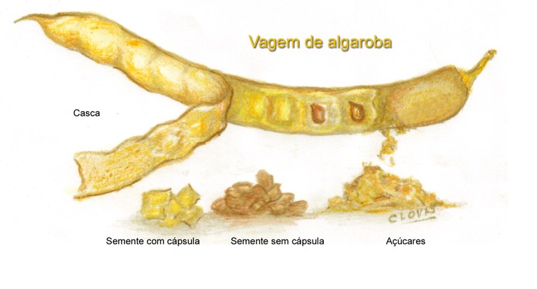 caracterização da vagem de algaroba.jpg