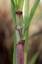 saccharum_spontaneum_flower.jpg