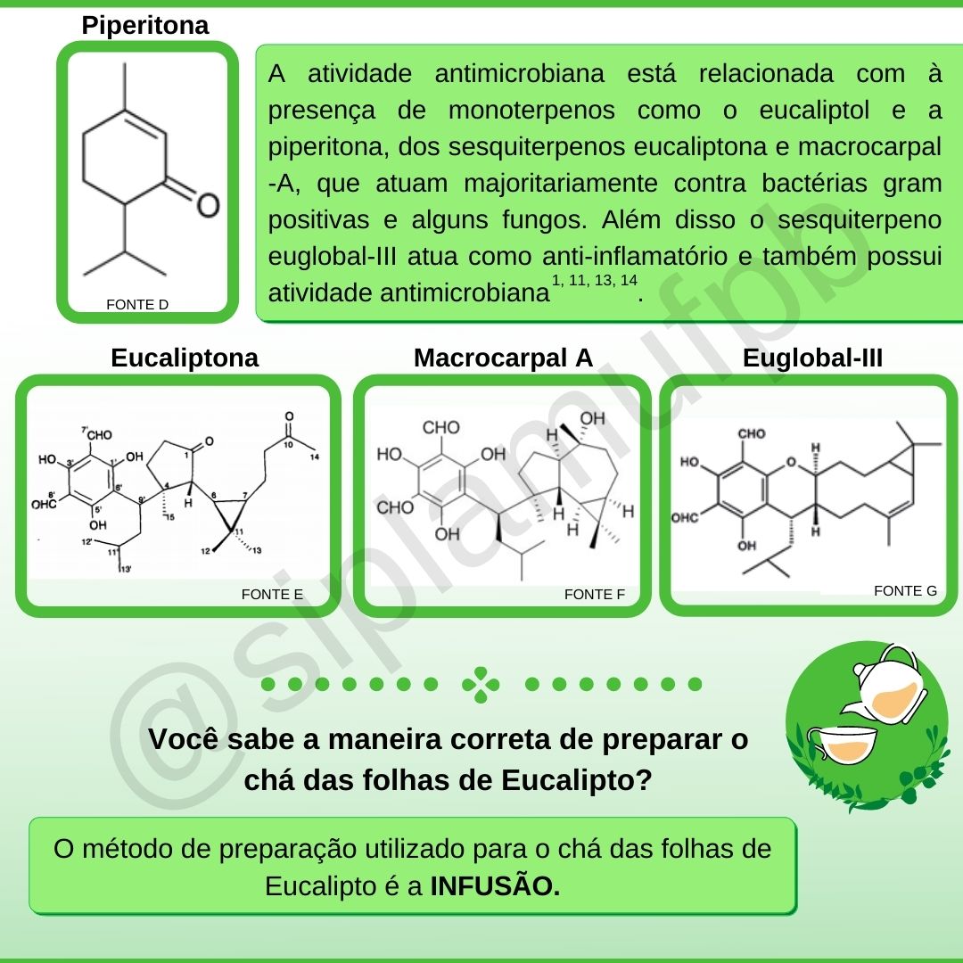 eucalipto 5