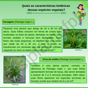 A Tansagem é uma planta vastamente utilizada pela população devido as suas propriedades medicinais. Além disso, é bastante empregada pela indústria cosmética e como alimento para aves. Entretanto, pode ser facilment.png