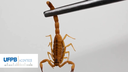 UFPB e Secretaria de Saúde de João Pessoa realizam ações de prevenção de acidentes com escorpiões