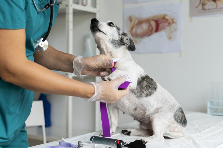 CONGRESSO NACIONAL DE PATOLOGIA VETERINÁRIA OCORRE EM JOÃO PESSOA, COM APOIO DA UFPB