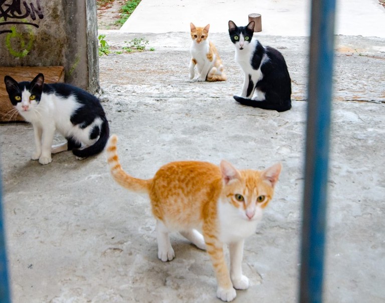 CONTROLE POPULACIONAL E AÇÃO CONTRA O ABANDONO DE ANIMAIS É TEMA DE PALESTRA GRATUITA NA UFPB