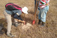 Em Esperança (PB), no semiárido paraibano, projeto viabiliza implantação de palma forrageira para alimentação animal. Foto: Divulgação