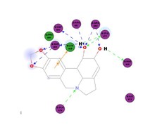 Neste diagrama 2D, é possível observar a interação do alcaloide Licorina com o domínio de ligação ao receptor S (RBD) do Sars-CoV-2. Crédito: Damião Pergentino