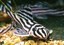 Estudo da UFPB revela comércio ilegal de peixes ornamentais no Facebook