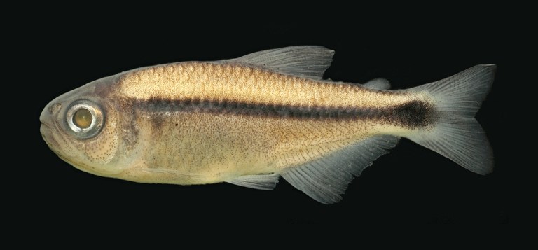 Pesquisa da UFPB em parceria com UFGD descobre nova espécie de peixe piaba