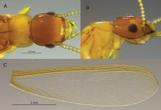 Nova espécie é similar a cupins de madeira seca e são responsáveis pela ciclagem de nutrientes no interior de madeiras mortas, na Caatinga e Mata Atlântica. Foto: Alexandre Vasconcellos e Rudolf H. Scheffrahn