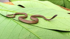 A Caaeteboia gaeli é considerada muito rara, já pode ser enquadrada como ameaçada, não é peçonhenta ou agressiva, tem apenas 50 centímetros de comprimento e hábitos diurnos. Foto: Frederico França