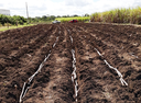 UFPB articula zoneamento agrícola do Brejo paraibano