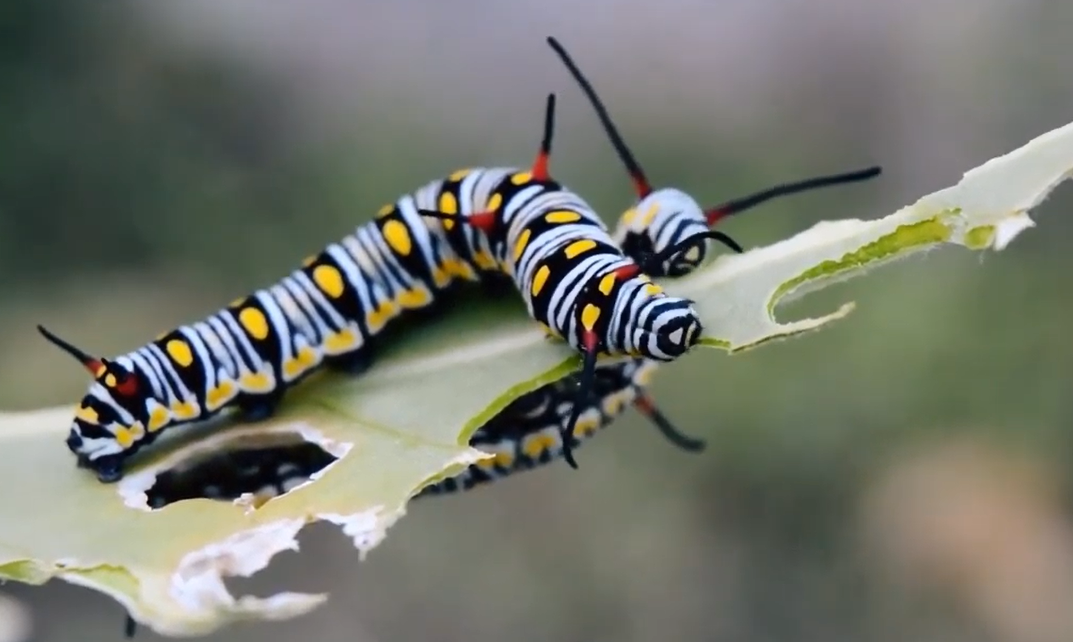 UFPB INAUGURA MUSEU VIRTUAL COM 14 COLEÇÕES DE ESPÉCIMES DA BIODIVERSIDADE REGIONAL Fotos: Divulgação