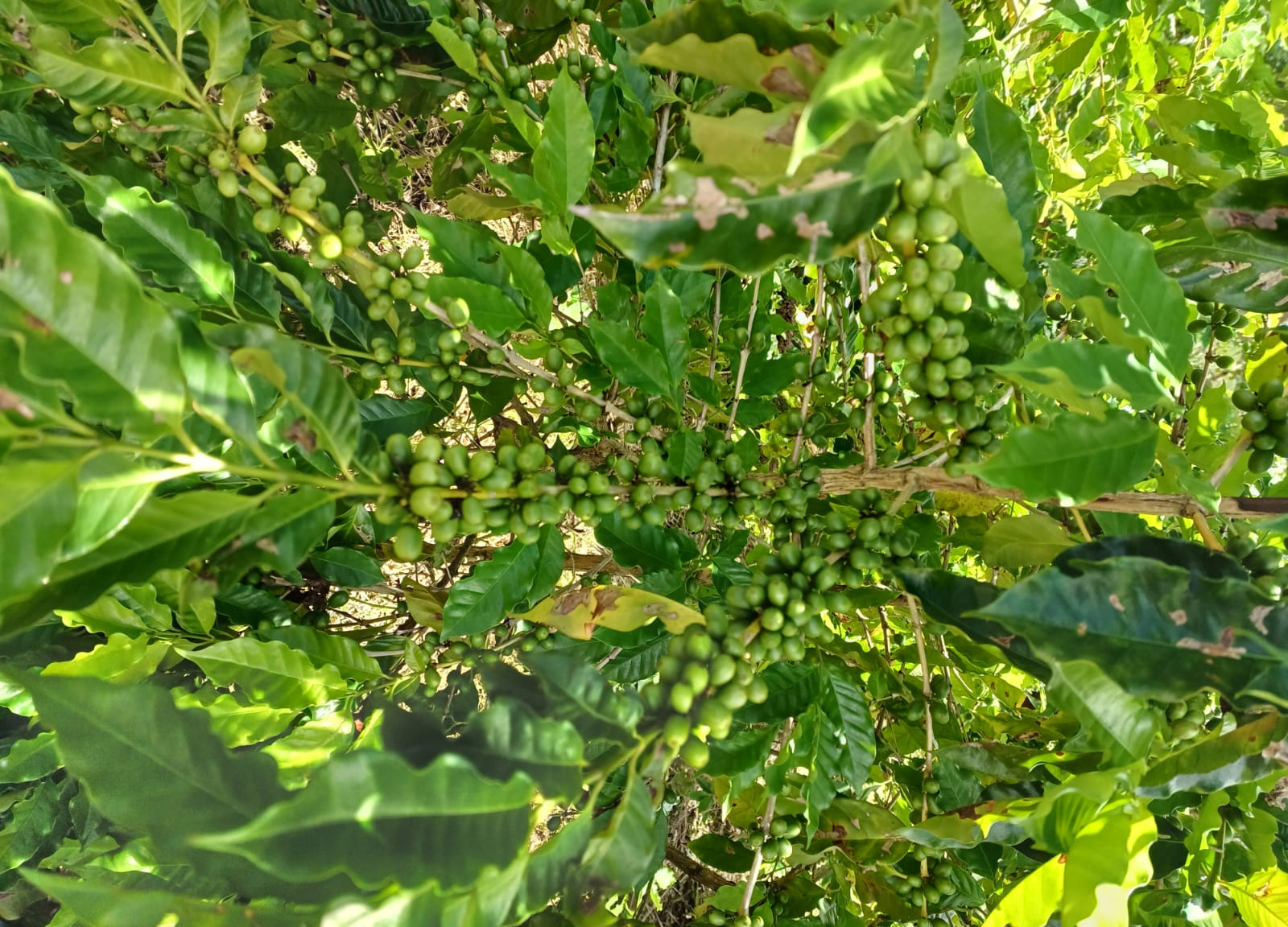 UFPB PROMOVE EVENTO SOBRE CAFÉ AGROECOLÓGICO NO BREJO PARAIBANO