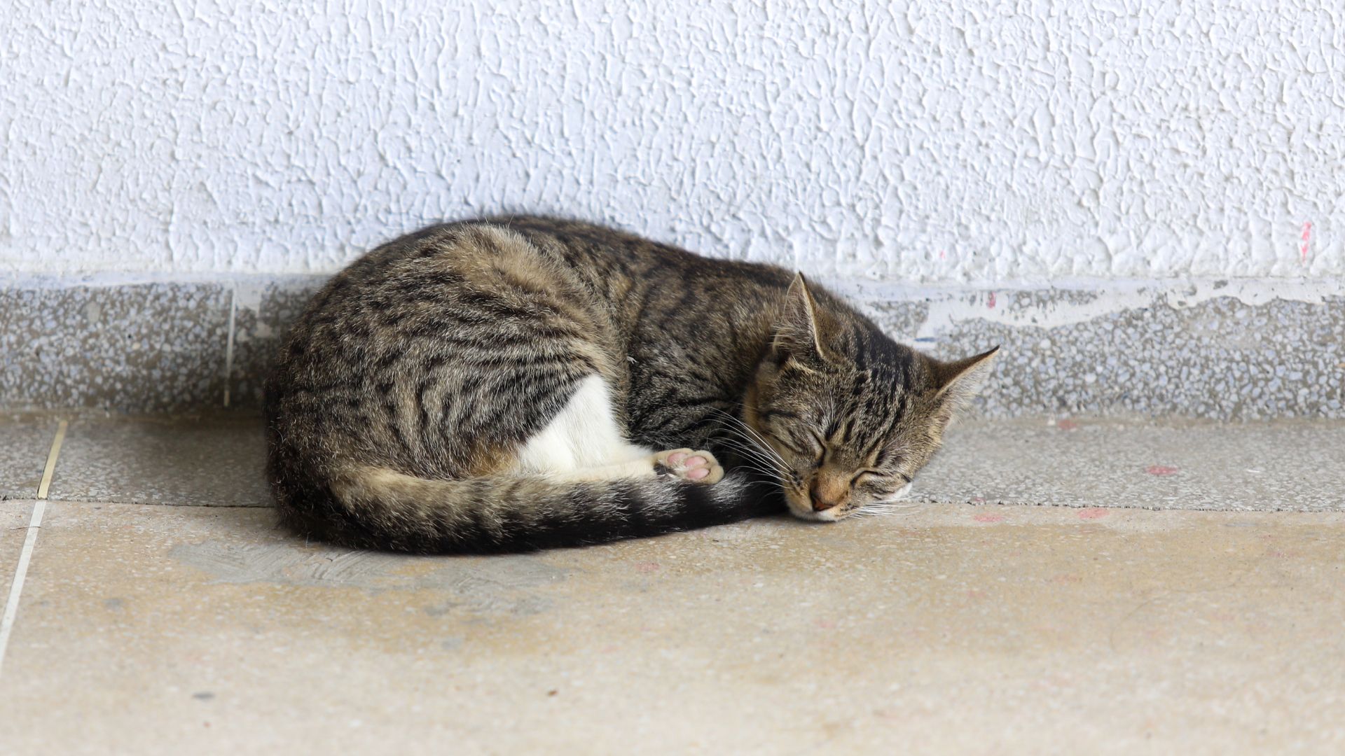 Hospital Veterinário da UFPB oferece atendimento exclusivo para gatos Hospital Veterinário da UFPB oferece atendimento exclusivo para gatos
